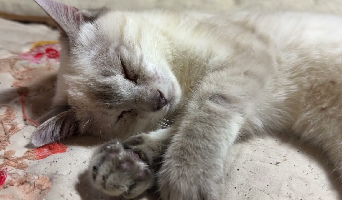 シャムの子ねこ寝顔対決。雫ちゃんvsパンダくん