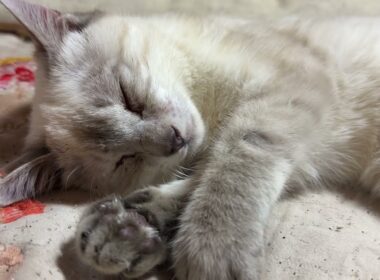 シャムの子ねこ寝顔対決。雫ちゃんvsパンダくん