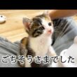 食後は必ず膝上に登ってくる子猫