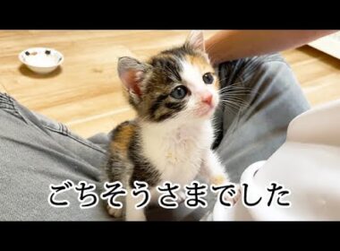 食後は必ず膝上に登ってくる子猫