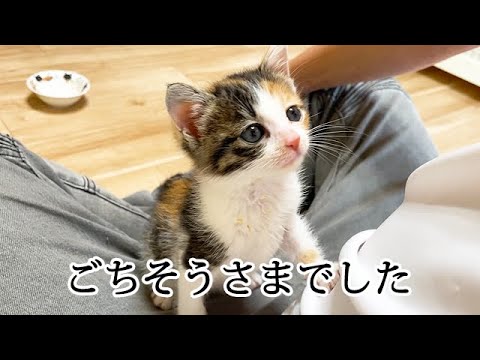 食後は必ず膝上に登ってくる子猫
