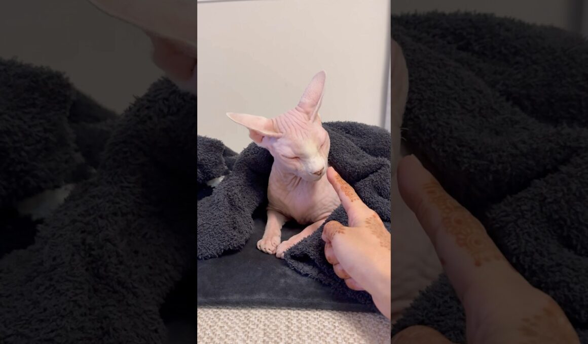 猫アレクサンドラがイカ耳になる瞬間【スフィンクス】