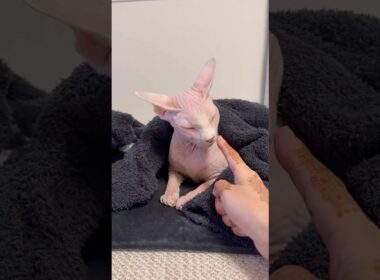 猫アレクサンドラがイカ耳になる瞬間【スフィンクス】