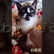 お昼前のシャム猫さん🐾#猫 #ねこ #cat #Shorts