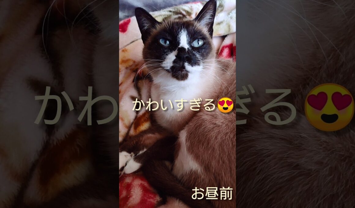 お昼前のシャム猫さん🐾#猫 #ねこ #cat #Shorts