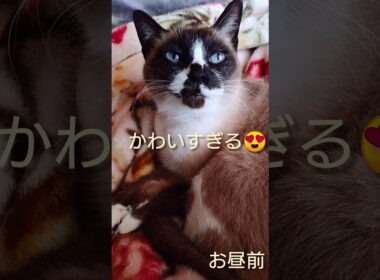 お昼前のシャム猫さん🐾#猫 #ねこ #cat #Shorts