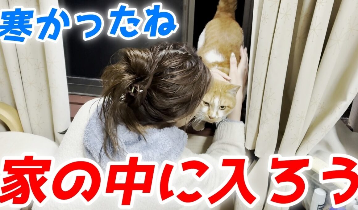 寒さで凍えていた庭子猫が二階の窓から「家に入れて」と訴えてきました！【三毛母猫の子猫】