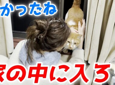 寒さで凍えていた庭子猫が二階の窓から「家に入れて」と訴えてきました！【三毛母猫の子猫】