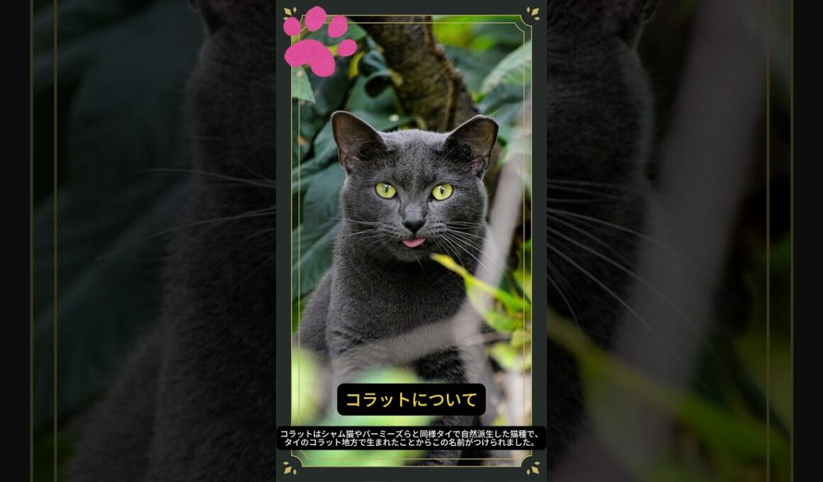 【コラットについて】shorts ペットリフォーム セラフ榎本