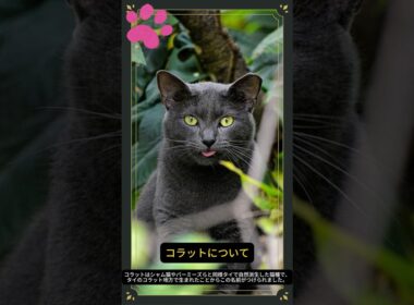 【コラットについて】shorts ペットリフォーム セラフ榎本