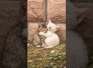 寒さの中で始まった絆 #子猫 #kitten #shorts