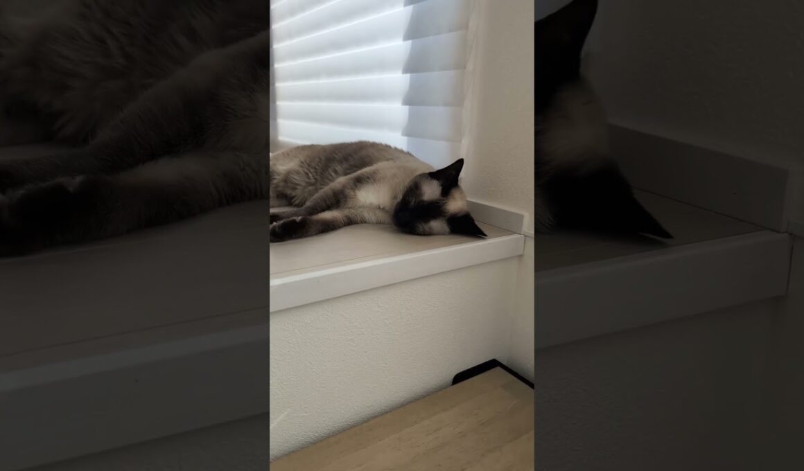 シャム猫のぐっすりん😺 - Cats Sleeping - #shorts #cat