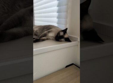 シャム猫のぐっすりん😺 - Cats Sleeping - #shorts #cat