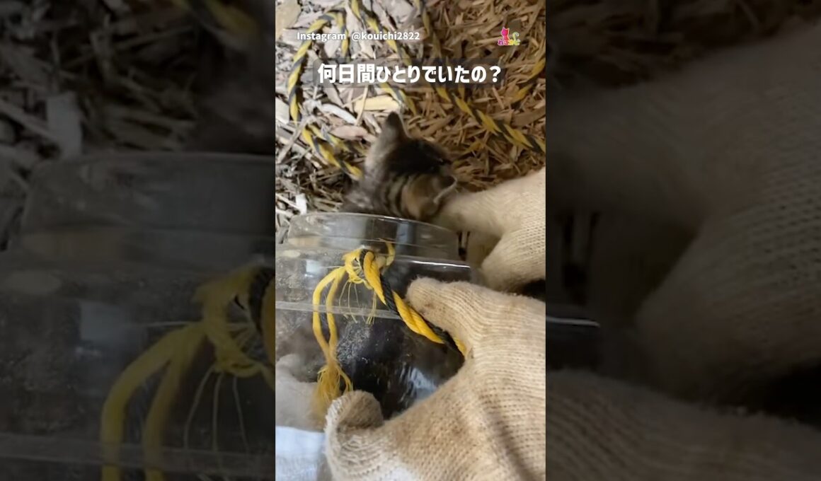 隙間に子猫が落下！僕らはキミを助けたい！