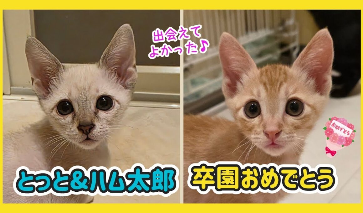 🔴【にこりら】とっとtoハム太郎 卒園ライブ💐