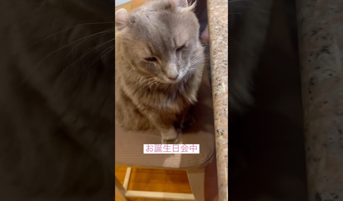 お誕生日会にて #ねこ動画 #アメリカンカール #shortsvideos