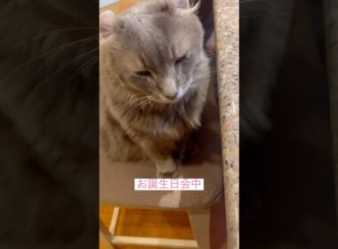 お誕生日会にて #ねこ動画 #アメリカンカール #shortsvideos