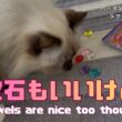 バーマン猫ラフ【宝石もいいけど】Jewels are nice too though（バーマン猫）Birman/Cat