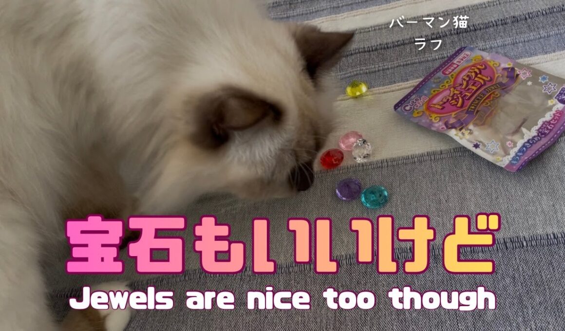 バーマン猫ラフ【宝石もいいけど】Jewels are nice too though（バーマン猫）Birman/Cat