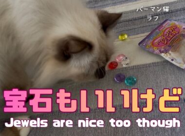 バーマン猫ラフ【宝石もいいけど】Jewels are nice too though（バーマン猫）Birman/Cat