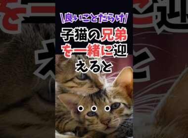 子猫の兄弟を一緒に迎えると #人類ねこ同盟 #ねこたんの解説 #猫の豆知識 #子猫 #こねこ