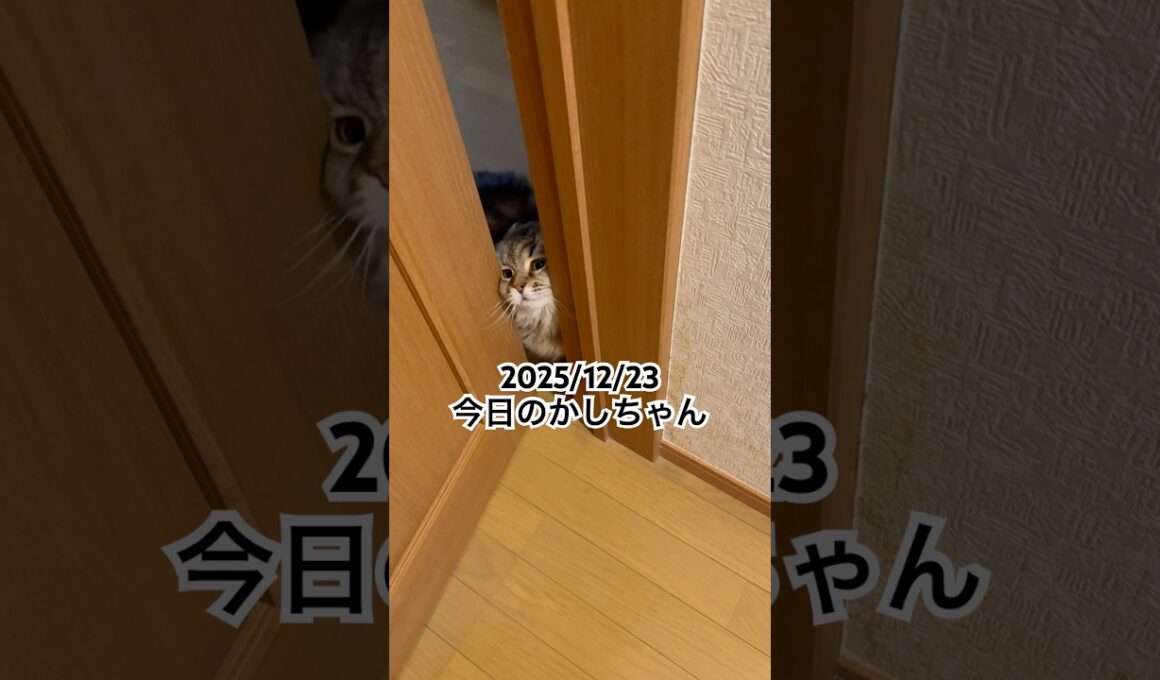 2025/12/23今日のかしちゃん #猫 #ペルシャ #カシス #cat #猫のいる暮らし