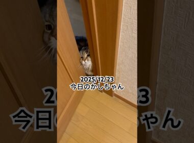 2025/12/23今日のかしちゃん #猫 #ペルシャ #カシス #cat #猫のいる暮らし