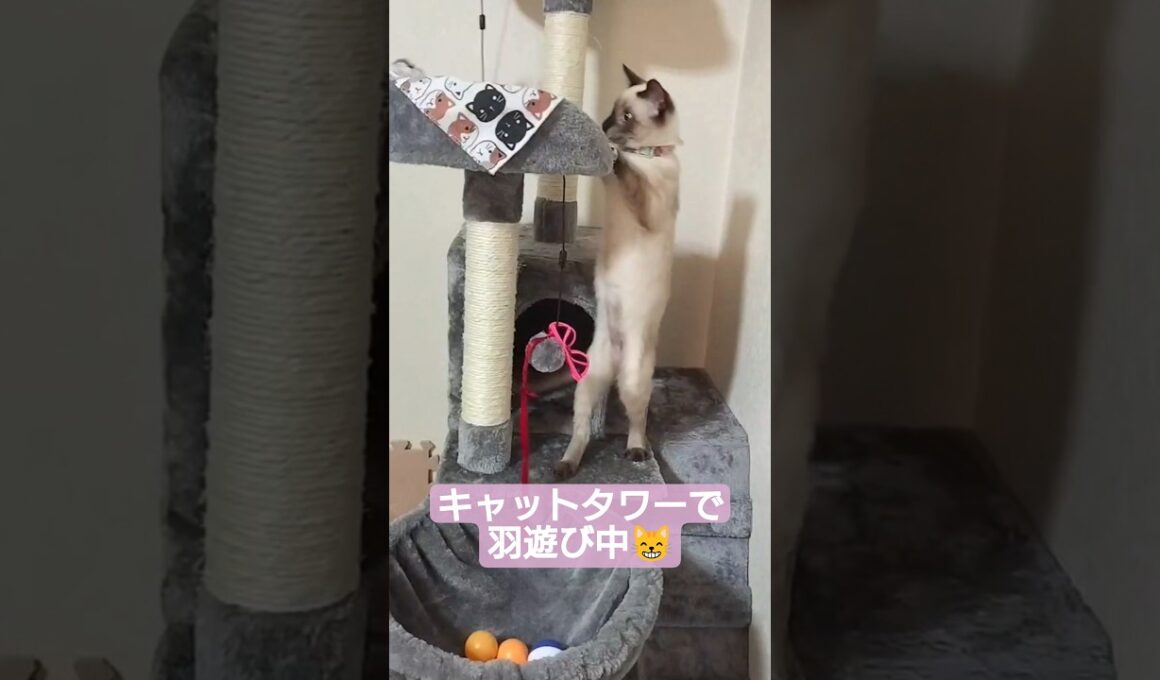 ちびちょこさん😺キャットタワーで羽遊び中🐈️ #シャム猫 #子猫 #保護猫