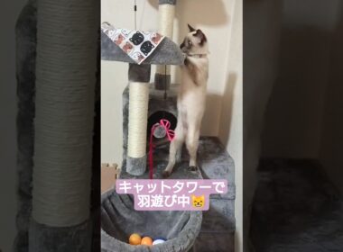 ちびちょこさん😺キャットタワーで羽遊び中🐈️ #シャム猫 #子猫 #保護猫