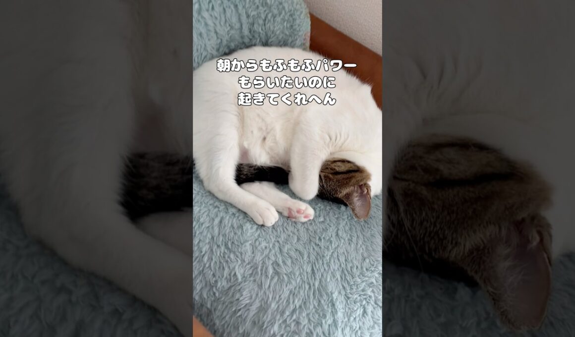 【保護猫】起こしても起きない猫