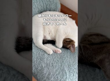 【保護猫】起こしても起きない猫