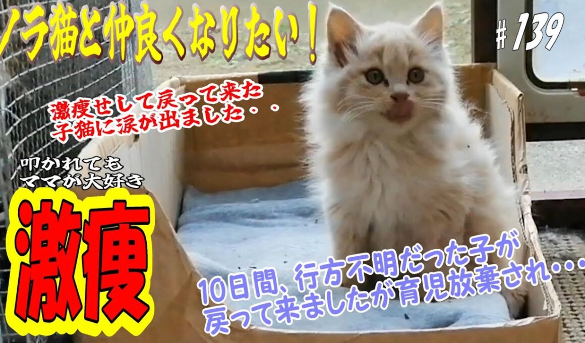 【protect the cat】生後二ヶ月の子猫、行方不明になって10日、やっと帰って来ましたが、激ヤセしてて・・・😭　通いネコ 「しまちゃん」#139
