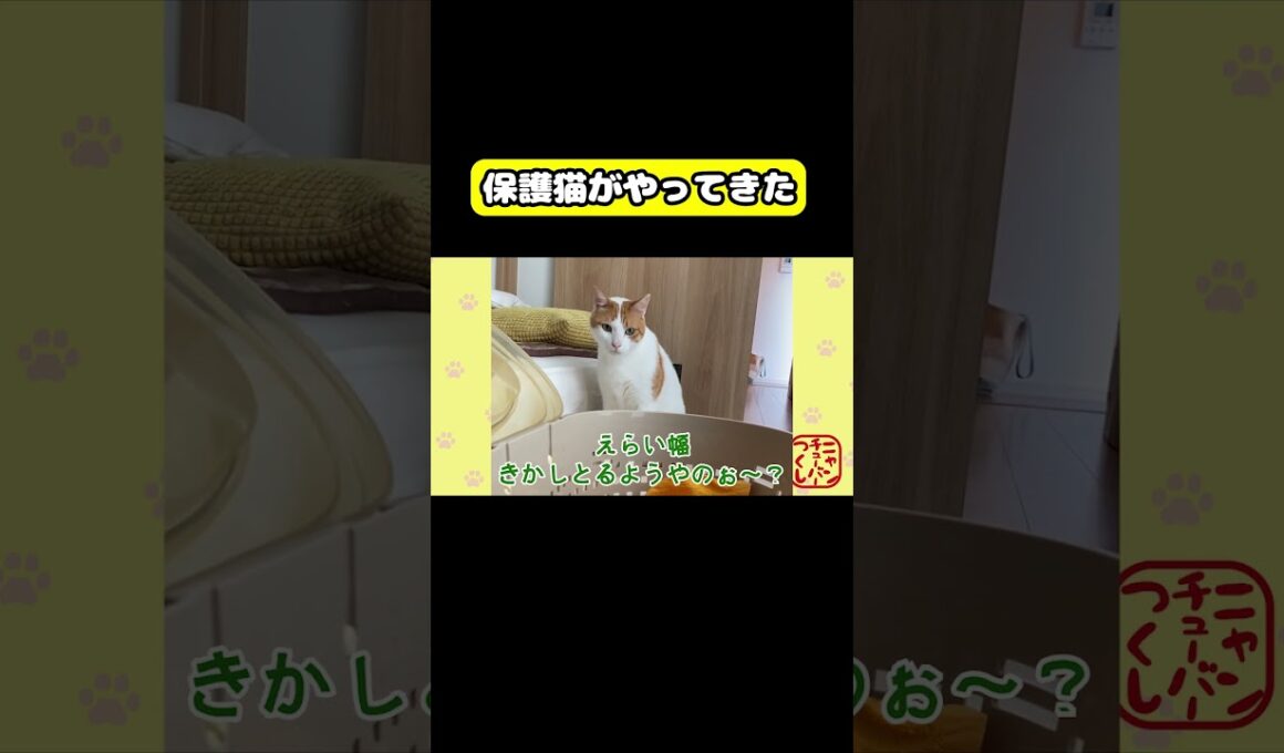 保護猫がやってきた　#猫 #おもしろ #アテレコ #ニャンチューバーつくし
