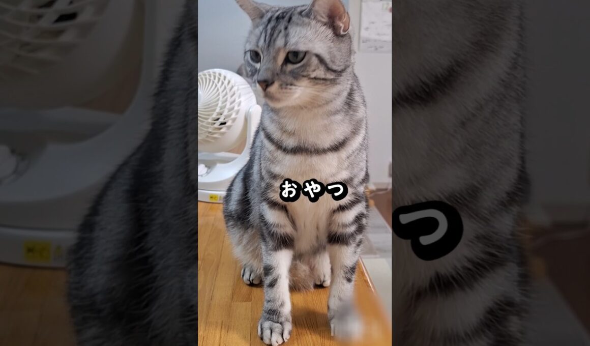 ｢僕の体はセルライト？④｣#shorts  #cat  #アメショ #cute  #猫 #ねこ #アメリカンショートヘアー #猫のいる暮らし