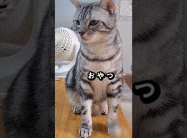 ｢僕の体はセルライト？④｣#shorts  #cat  #アメショ #cute  #猫 #ねこ #アメリカンショートヘアー #猫のいる暮らし