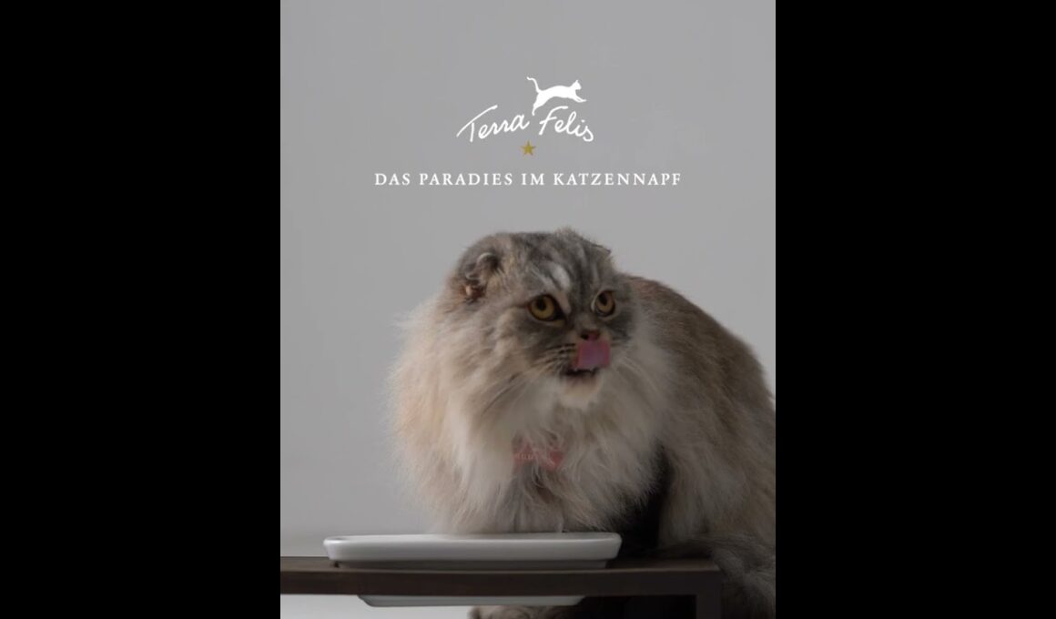 キャットフードの品質革命【スコティッシュフォールド編②】