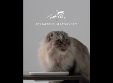 キャットフードの品質革命【スコティッシュフォールド編②】