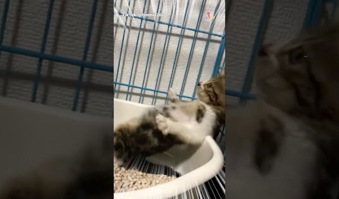 トイレで子猫、ボーゼン