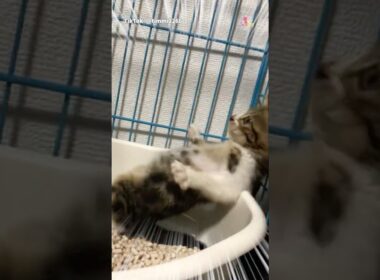 トイレで子猫、ボーゼン