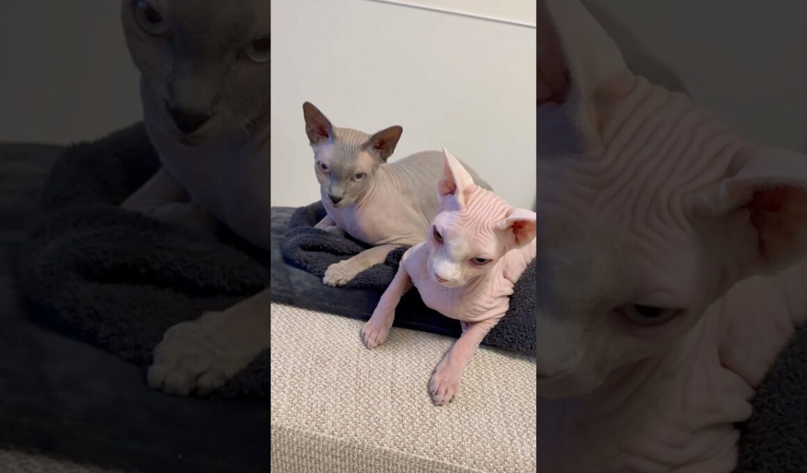 カーペットの上で仲良く寛ぐ猫スルタンとアレクサンドラ【スフィンクス】