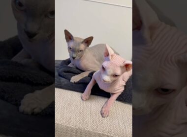 カーペットの上で仲良く寛ぐ猫スルタンとアレクサンドラ【スフィンクス】