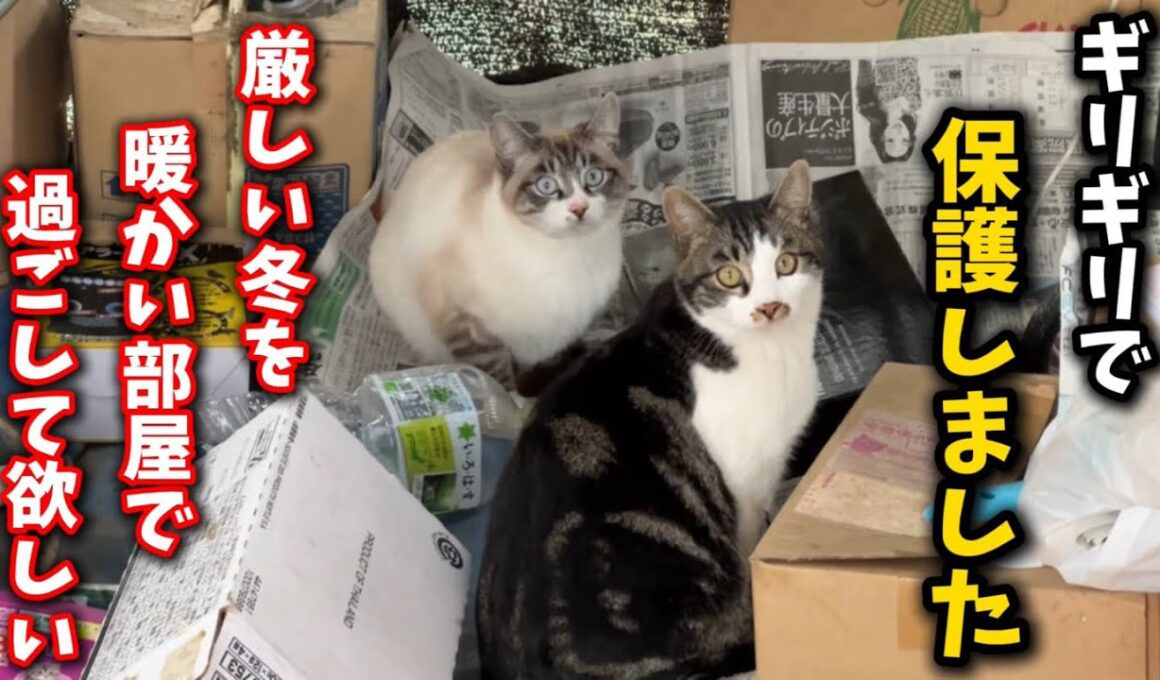 どうしても救いたい命…雪が降る前に春生まれの子猫を保護しました