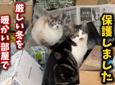 どうしても救いたい命…雪が降る前に春生まれの子猫を保護しました