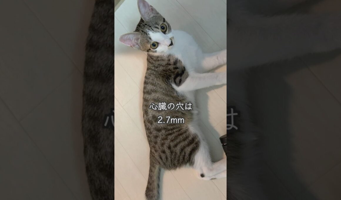 5ヶ月の保護子猫 精密検査の結果と今後の手術について🐱#shorts  #子猫動画 #保護子猫