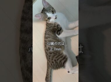 5ヶ月の保護子猫 精密検査の結果と今後の手術について🐱#shorts  #子猫動画 #保護子猫