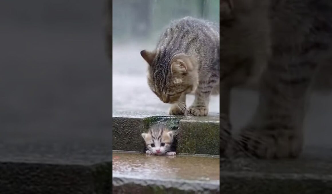 🐈 Will the Mother Save Her Trapped Kitten?母猫は閉じ込められた子猫を救えるのか？