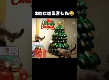 マロンちゃんのクリスマス🎄あれ…2匹？#cat #catshorts #シャム猫 #クリスマス#猫