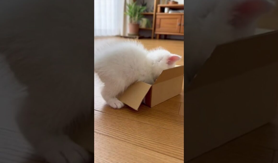 小さなダンボールに無理やり入ろうとする子猫 #猫 #ねこ #癒し #cat #白猫