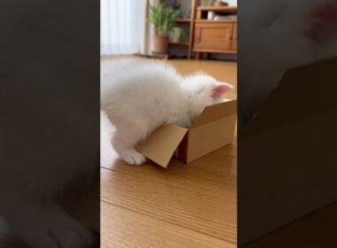 小さなダンボールに無理やり入ろうとする子猫 #猫 #ねこ #癒し #cat #白猫