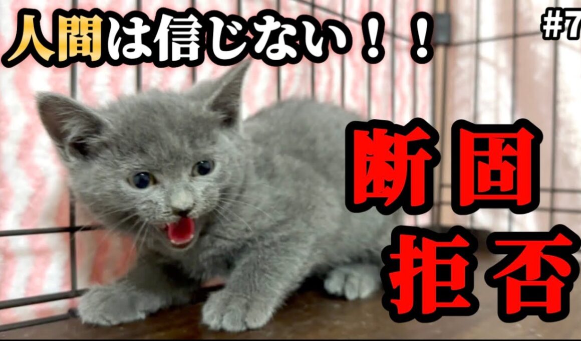 保護した5兄妹で1番ビビりな子猫が全く心を開こうとしない…